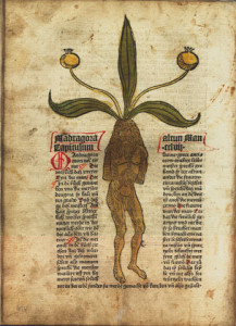 'Gart der Gesundheit', 1485